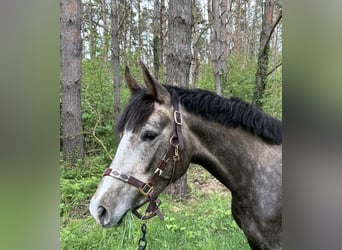 German Sport Horse, Mare, 3 years, 16 hh, Brown Falb mold