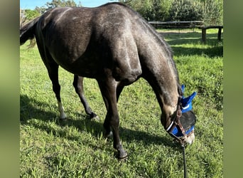 German Sport Horse, Mare, 3 years, 16 hh, Brown Falb mold