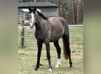 German Sport Horse, Mare, 3 years, 16 hh, Brown Falb mold