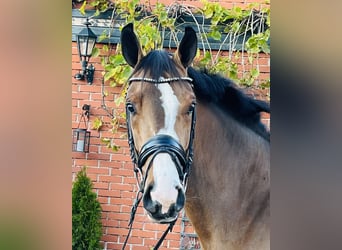 German Sport Horse, Mare, 3 years, 16 hh, Brown