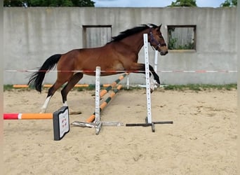 German Sport Horse, Mare, 3 years, 16 hh, Brown