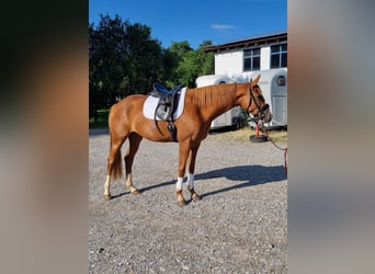 German Sport Horse, Mare, 3 years, 16 hh, Chestnut-Red