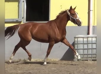 German Sport Horse, Mare, 3 years, 16 hh, Chestnut-Red