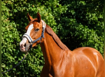 German Sport Horse, Mare, 3 years, 16 hh, Chestnut-Red