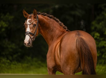 German Sport Horse, Mare, 3 years, 16 hh