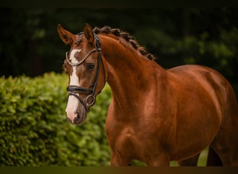 German Sport Horse, Mare, 3 years, 16 hh