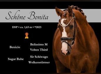 German Sport Horse, Mare, 3 years, 16 hh
