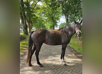 German Sport Horse, Mare, 3 years, 16 hh, Grey-Dapple