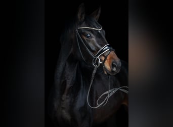 German Sport Horse, Mare, 3 years, 16 hh, Smoky-Black