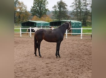 German Sport Horse, Mare, 3 years, 16 hh, Smoky-Black