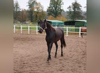 German Sport Horse, Mare, 3 years, 16 hh, Smoky-Black