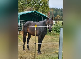 German Sport Horse, Mare, 3 years, 16 hh, Smoky-Black