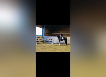 German Sport Horse, Mare, 3 years, 16,1 hh, Brown
