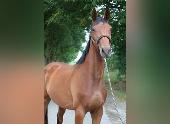 German Sport Horse, Mare, 3 years, 16,1 hh, Brown