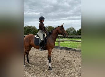 German Sport Horse, Mare, 3 years, 16,1 hh, Brown