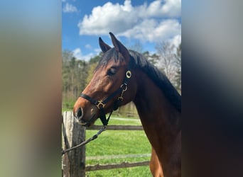 German Sport Horse, Mare, 3 years, 16,1 hh, Brown