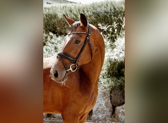 German Sport Horse, Mare, 3 years, 16,1 hh, Brown