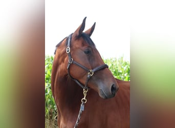 German Sport Horse, Mare, 3 years, 16,1 hh, Brown