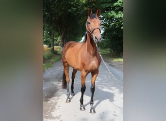 German Sport Horse, Mare, 3 years, 16,1 hh, Brown