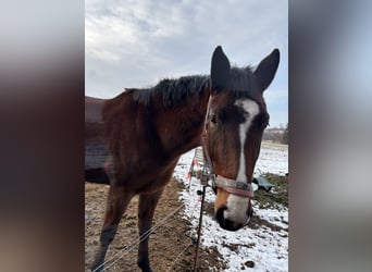 German Sport Horse, Mare, 3 years, 16,1 hh, Brown