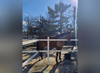 German Sport Horse, Mare, 3 years, 16,1 hh, Brown
