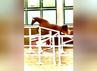 German Sport Horse, Mare, 3 years, 16,1 hh, Chestnut-Red