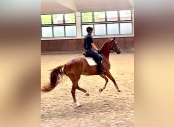 German Sport Horse, Mare, 3 years, 16,1 hh, Chestnut-Red