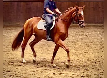 German Sport Horse, Mare, 3 years, 16,1 hh, Chestnut-Red