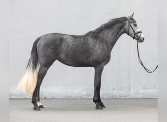 German Sport Horse, Mare, 3 years, 16,1 hh, Gray