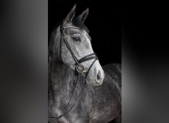 German Sport Horse, Mare, 3 years, 16,1 hh, Gray