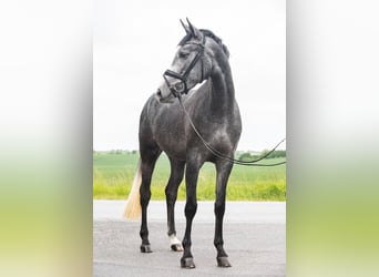 German Sport Horse, Mare, 3 years, 16,1 hh, Gray