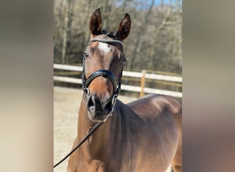 German Sport Horse, Mare, 3 years, 16,2 hh, Bay-Dark