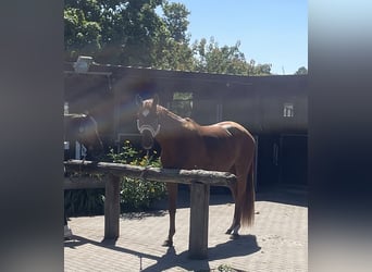 German Sport Horse, Mare, 3 years, 16,2 hh, Chestnut-Red