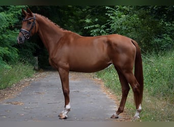 German Sport Horse, Mare, 3 years, 16,2 hh, Chestnut-Red