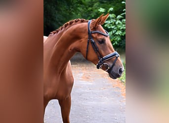 German Sport Horse, Mare, 3 years, 16,2 hh, Chestnut-Red