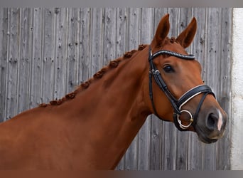German Sport Horse, Mare, 3 years, 16,2 hh, Chestnut-Red