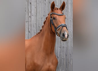 German Sport Horse, Mare, 3 years, 16,2 hh, Chestnut-Red