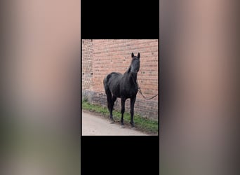 German Sport Horse, Mare, 3 years, 16,3 hh, Black