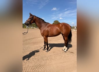 German Sport Horse, Mare, 3 years, 17 hh, Brown