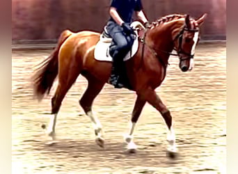 German Sport Horse, Mare, 3 years, 17 hh, Chestnut-Red