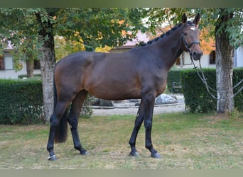 German Sport Horse, Mare, 3 years, Bay-Dark