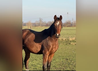 German Sport Horse, Mare, 3 years, Brown