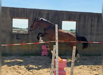 German Sport Horse, Mare, 3 years, Brown
