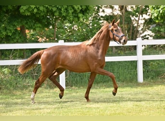 German Sport Horse, Mare, 3 years, Chestnut