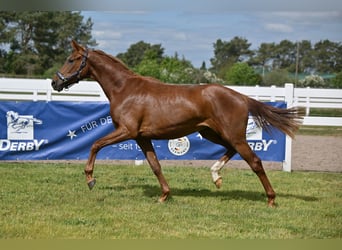 German Sport Horse, Mare, 3 years, Chestnut