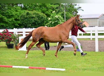 German Sport Horse, Mare, 3 years, Chestnut-Red