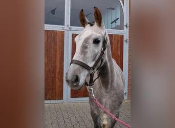German Sport Horse, Mare, 4 years, 14,2 hh, Grey