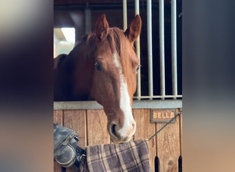 German Sport Horse, Mare, 4 years, 15.1 hh, Chestnut-Red