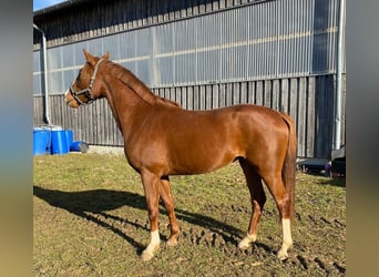 German Sport Horse, Mare, 4 years, 15.1 hh, Chestnut-Red