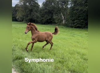 German Sport Horse, Mare, 4 years, 15.1 hh, Chestnut-Red